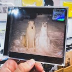 Birth Day - "Boyhood"(CD)